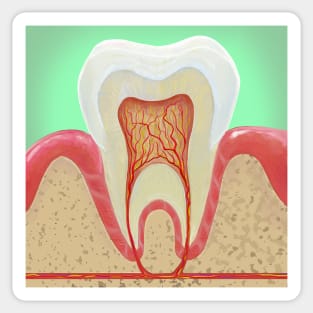 Medical illustration Tooth Anatomy Sticker